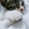 眉なし