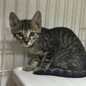 キジトラ♂、キジ白ブチ♂、キジ三毛♀、キジ三毛♀