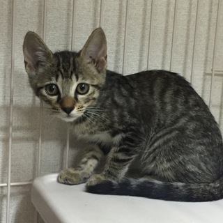 キジトラ♂、キジ白ブチ♂、キジ三毛♀、キジ三毛♀