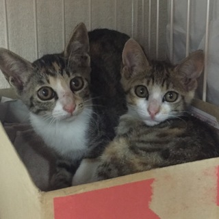 キジ三毛の美猫姉妹