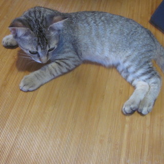 キジトラ子猫おのみち（お礼 大切にされています）