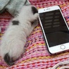 里親至急募集してます サムネイル2
