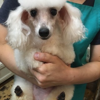 他犬舎からのワンちゃんの里親様募集