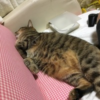デップ