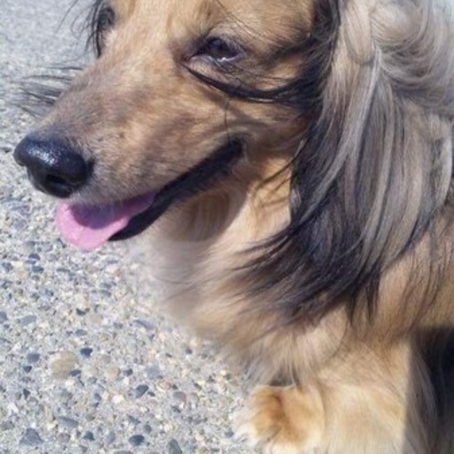 chipのパパさんのカバー写真