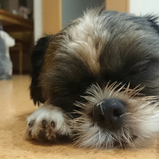 しずおの家族になっていただけませんか？