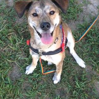 ハウンド系ＭＩＸの女の子