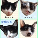 白黒はちわれ4兄弟の里親さま募集