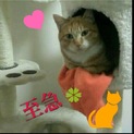 ホワッツマイケル似の猫ちゃん一時停止致します