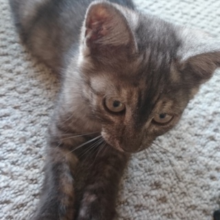 子猫の里親募集