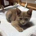 福島県棚倉町  珍しい毛色の女の子