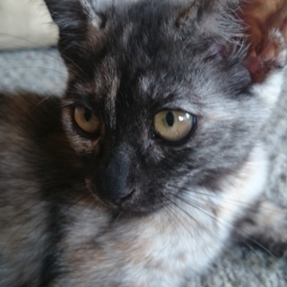 子猫の里親募集