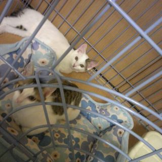 【ありがとうございました】3ヶ月半の可愛い子猫