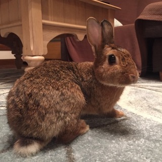 里親様決まりました(*^^*)