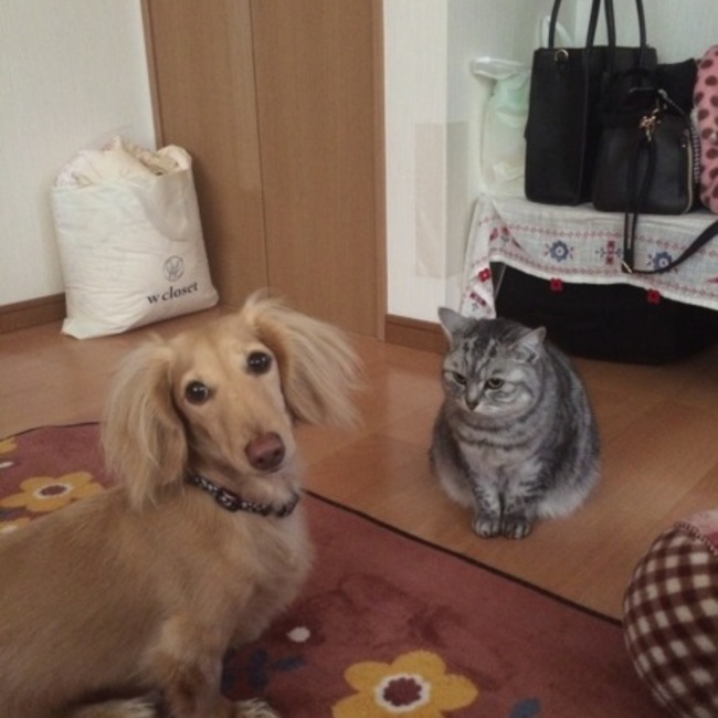 カメろんのカバー写真