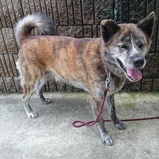 甲斐犬と秋田犬のMIX？お利口さんです