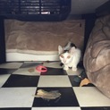 子猫達里親募集
