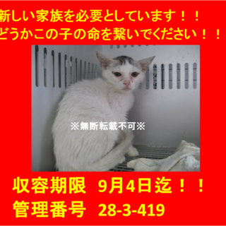 里親決定♪9/4本日2匹でお迎えいただきました☆