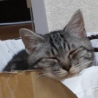 甘えん坊のタムタム。どうかこの子をお助け下さい!!