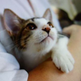 ★悲惨な飼育放棄からの救出子猫！ソーダ君★