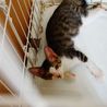 ★悲惨な飼育放棄からの救出子猫！ソーダ君★ サムネイル2