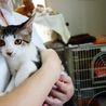 ★悲惨な飼育放棄からの救出子猫！ソーダ君★ サムネイル3