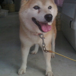 おっとり柴犬ななちゃん