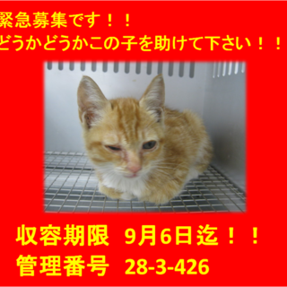 里親決定！お迎えありがとうございました(^^♪