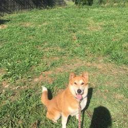 保護犬、大会デビュー目指す！