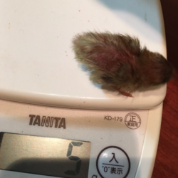 「里親2日目（誕生5日目）」サムネイル1