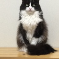 白黒の男の子、身体能力が高くおとなしい子