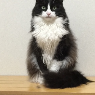 白黒の男の子、身体能力が高くおとなしい子