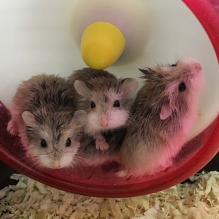 ロボロフスキーハムスター 8月5日生まれ オス2匹