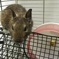 ４ヶ月デグー兄弟