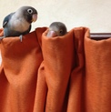 ボタンインコペア募集してます。