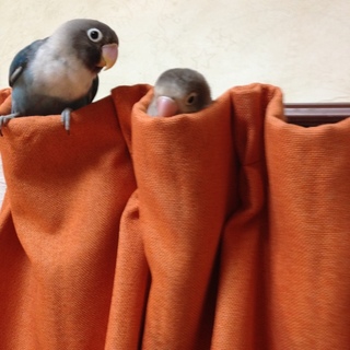 ボタンインコペア募集してます。