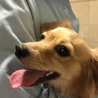 しゃんふぁ
