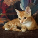 茶トラかわいい子猫ちゃん 2ヶ月半  健康診断済み