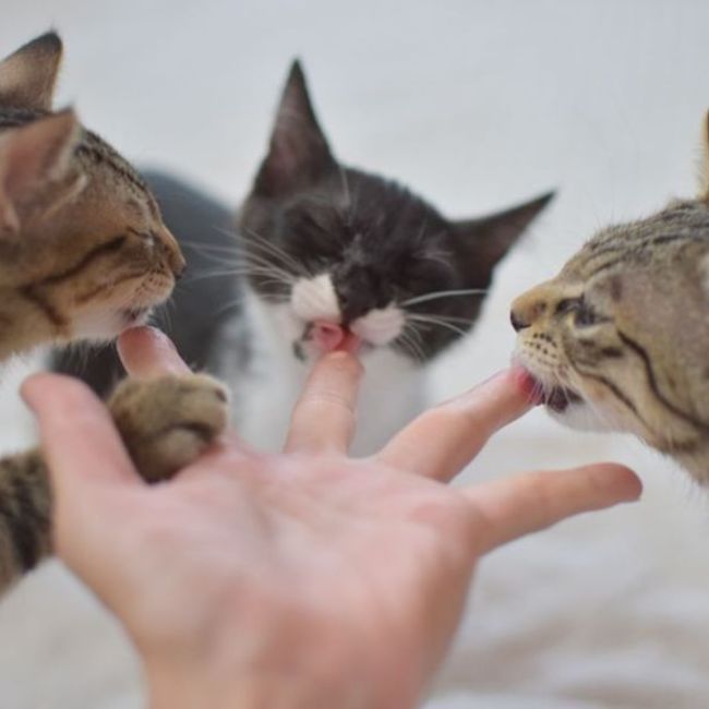 HANAKANA0611のカバー写真