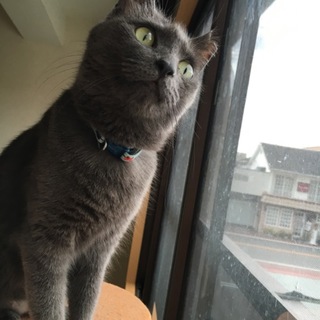 保健所猫 ロシアンブルー系 ♀ さくら耳猫 