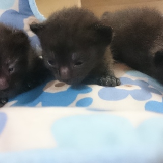 黒猫3匹兄妹（2か月）の里親さん探してます！