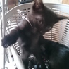 黒猫3匹兄妹（2か月）の里親さん探してます！ サムネイル2