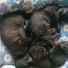 黒猫3匹兄妹（2か月）の里親さん探してます！ サムネイル3