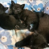 黒猫3匹兄妹（2か月）の里親さん探してます！ サムネイル4