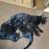 黒猫3匹兄妹（2か月）の里親さん探してます！ サムネイル5