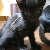 黒猫3匹兄妹（2か月）の里親さん探してます！ サムネイル6