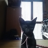 黒猫3匹兄妹（2か月）の里親さん探してます！ サムネイル7