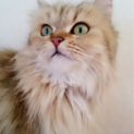 ふわふわで、長毛な猫ちゃん