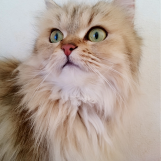 ふわふわで、長毛な猫ちゃん