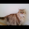 ふわふわで、長毛な猫ちゃん サムネイル2